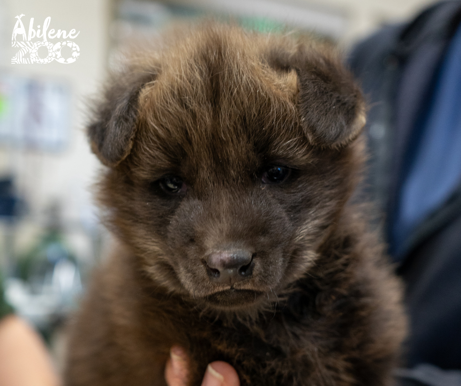 Maned Wolf Pup Lyra